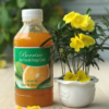 SINH TỐ CAM NHA ĐAM ( BERRINO - VIỆT NAM)